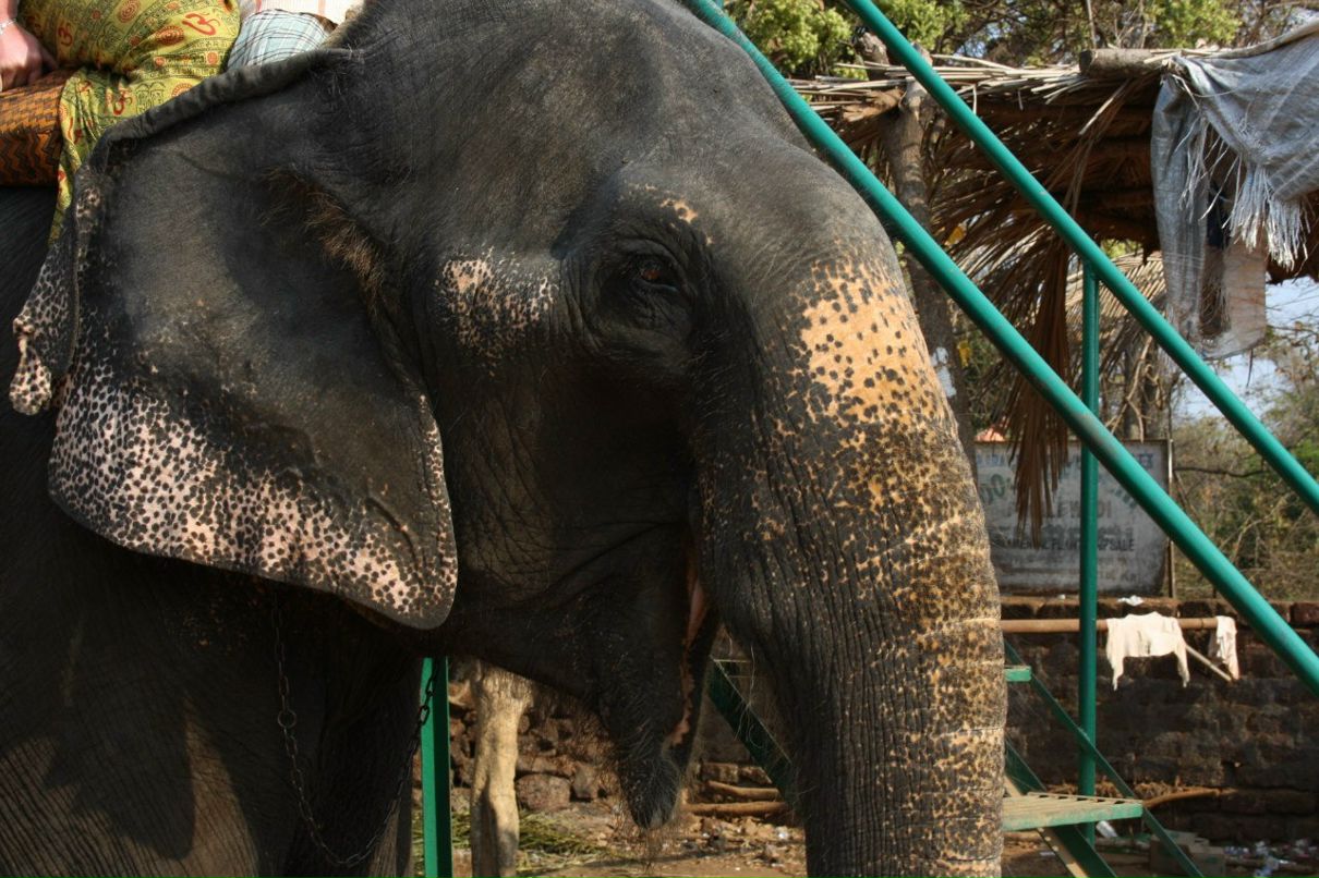 Анастасия Городецкая | Михайловка
