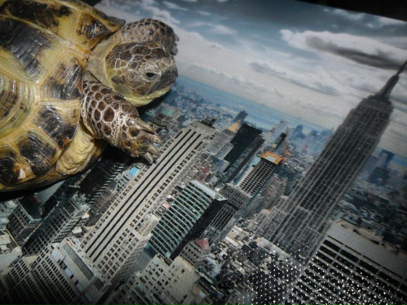 Влада Халченко †(•̪●)† | Ростов-на-Дону