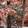 №87, Диана Герич, Черновцы №87, Диана Герич, Черновцы
