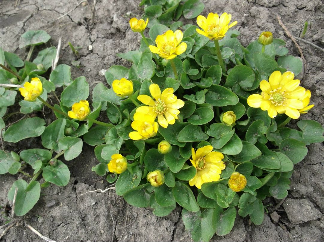 Светлана Чернобаб | Вознесенская