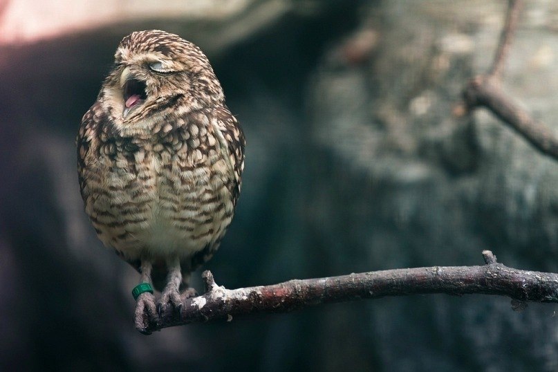 Артем Сергеенко | 