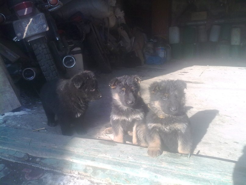 Сергей Гаркуша | Барвенково