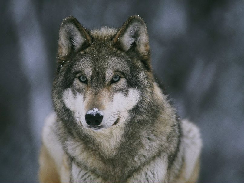 Жанна Губанова | Москва