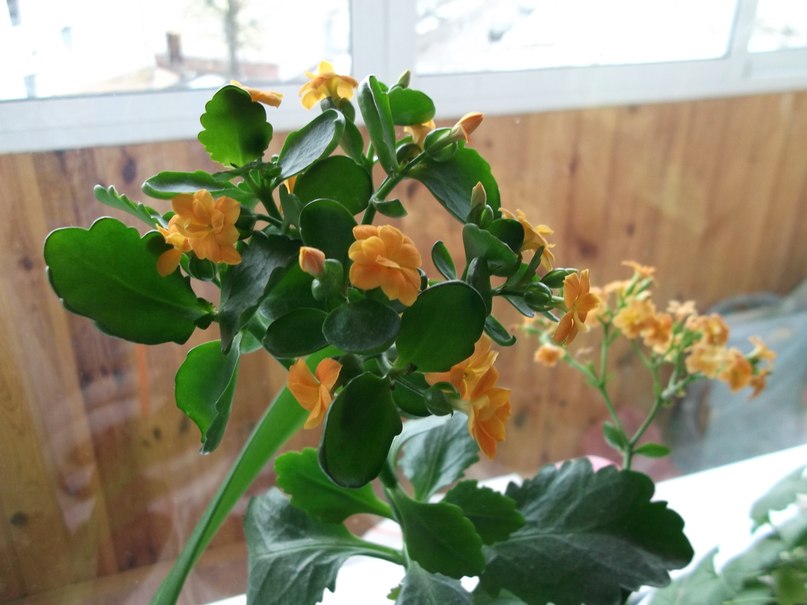 Татьяна Бангура | Минск