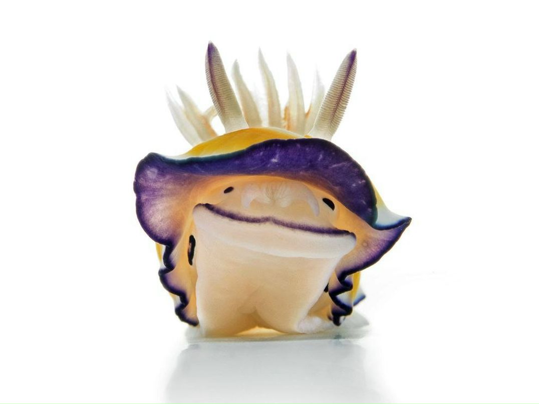 Елена Семеренко | Санкт-Петербург