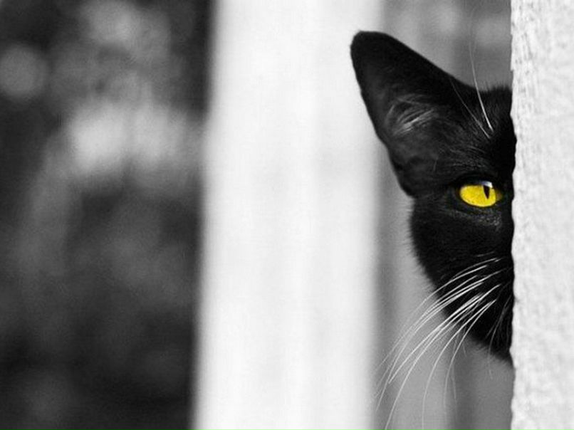 Лейла Чарухова | 