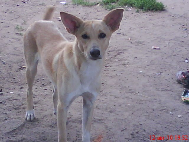 Марина Казбек | Печоры