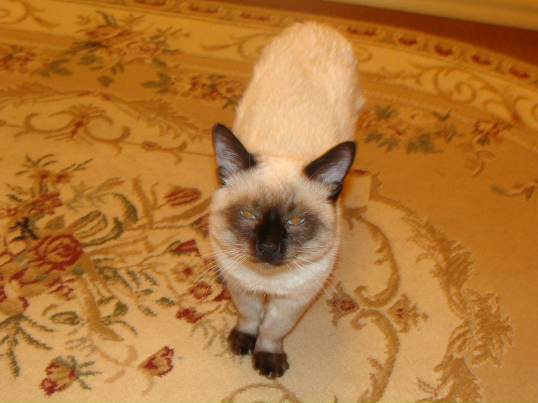 Демьян Цай | Можайск