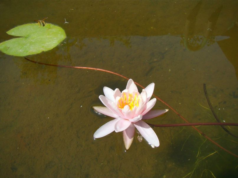 Белк Сосновский | Санкт-Петербург