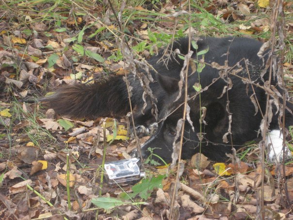 №80, Старый Самойлов, 55 лет, Магнитогорск, Россия №80, Старый Самойлов, 55 лет, Магнитогорск, Россия