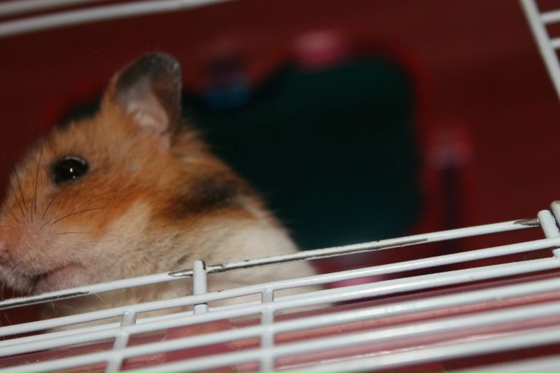 Ника Хабенко | Клин