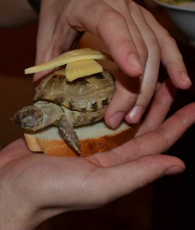 Никита Кошман | Ростов-на-Дону