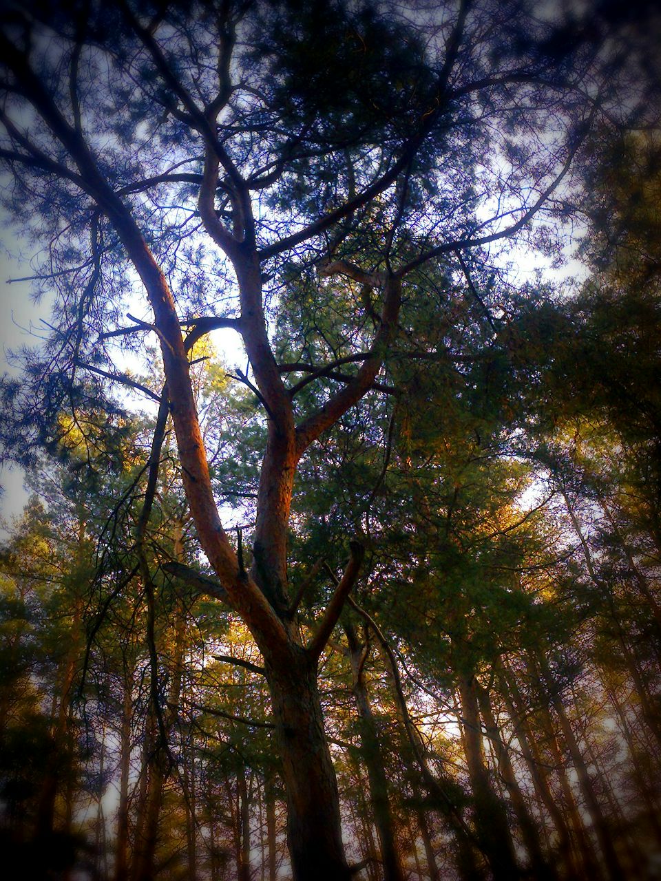 Viola Savina ٩(●̮̮̃•̃)۶ | Харьков