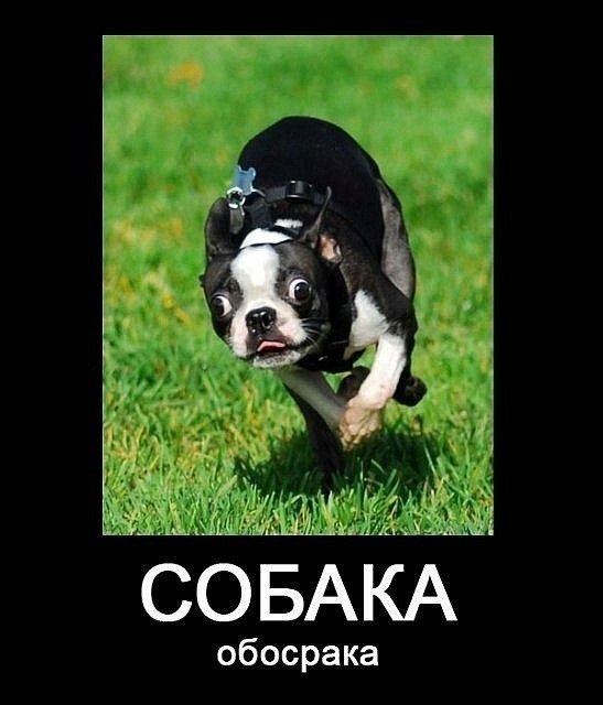 Анвар Кох | Набережные Челны