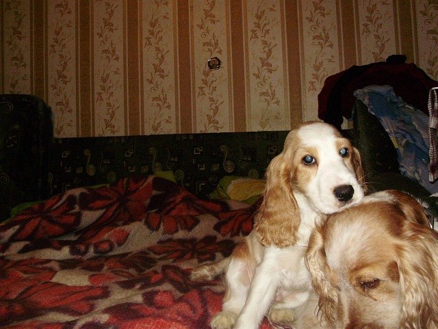 Наталья Петрович | Симферополь