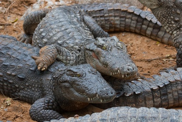 Игорь Савченко | Архангельск