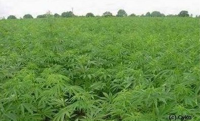 Александр Куклин | Архангельск