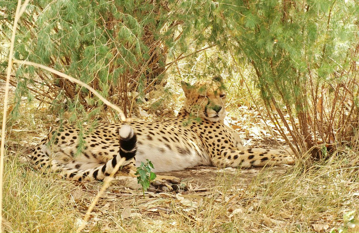 Игорь Хасапов | Vanderbijlpark