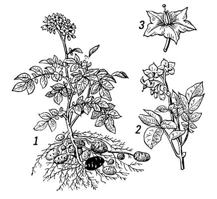 Паша Дубограев | Бердск