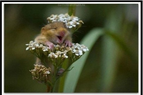 Алексей Королев | Чебоксары