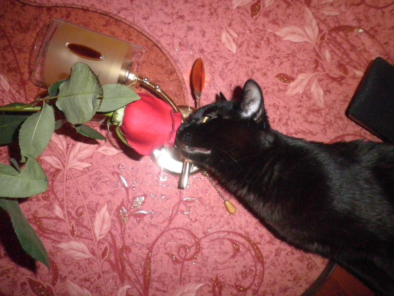 Оксана Савчиц Валентиновна | Новосибирск