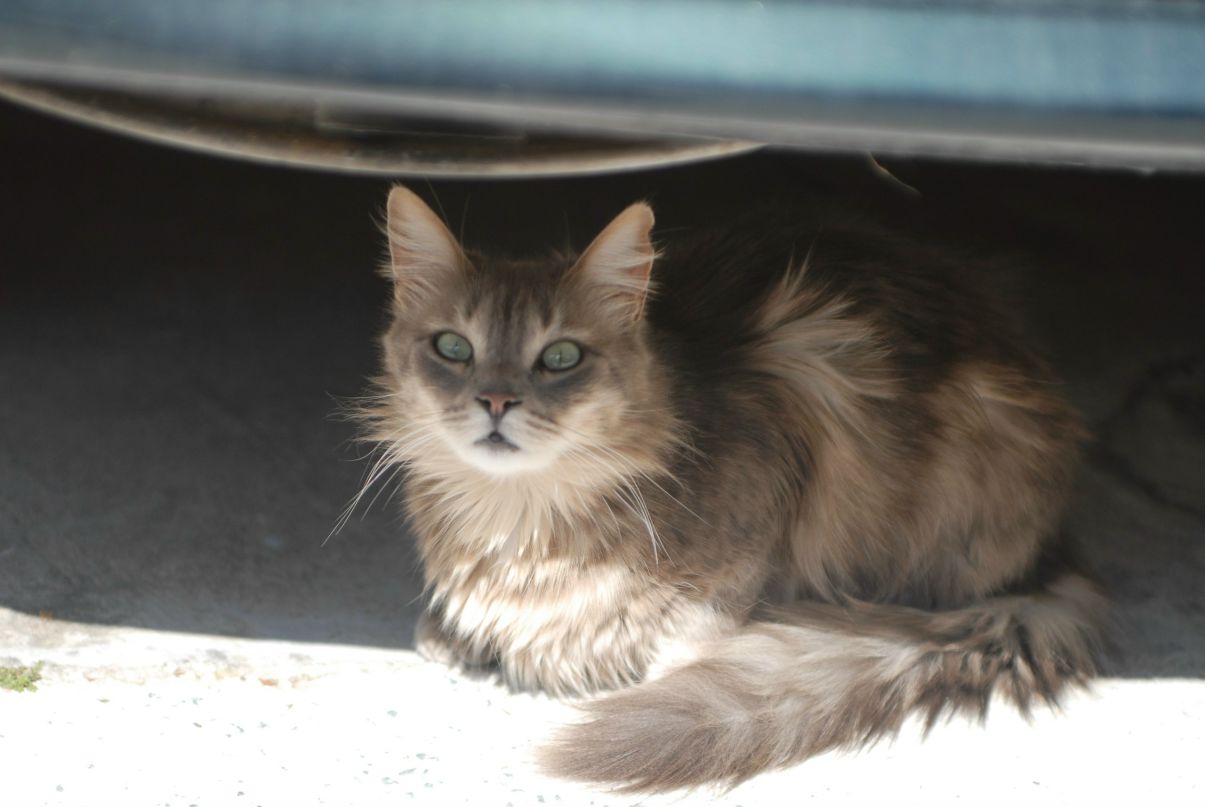 Серёжа Шипко | Paphos