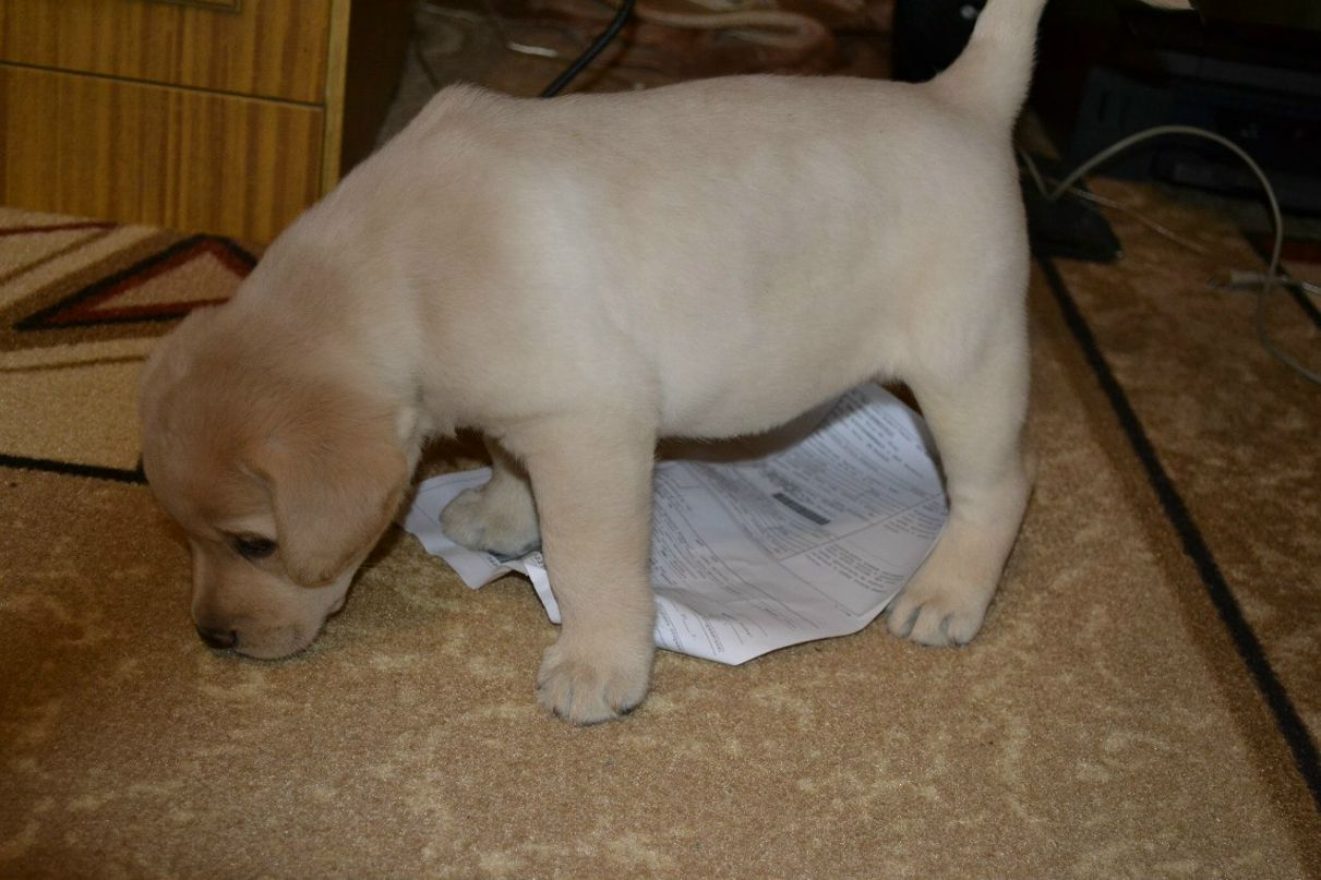 Виктор Дубский | 