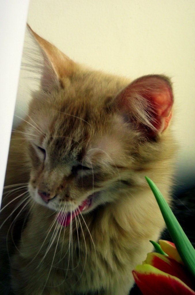 Михаил Бойцов и.о.Енисея | Москва