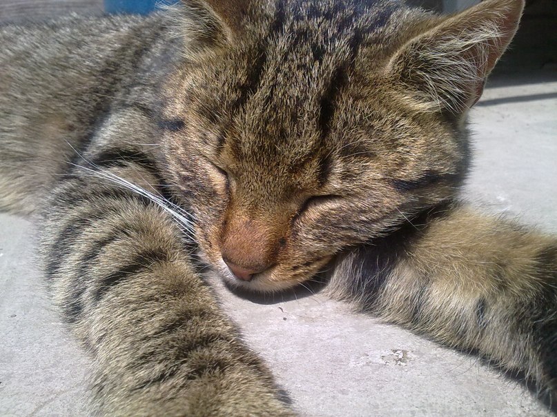 Вікторія Василів | 