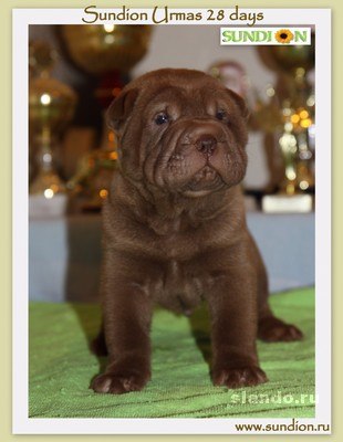 Денис Побута | Одесса