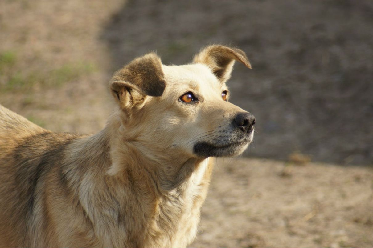 Александр Водолажченко | Харьков
