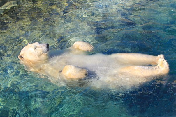 Красивый Лебедь фото профиля #1