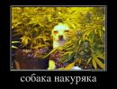 №24 Ника Олива 13.04: профиль, фото, статус - ВКонтакте