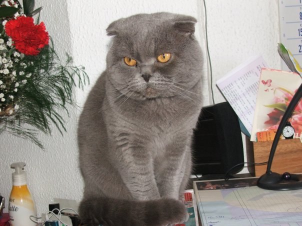 Леонид Негинский | Санкт-Петербург