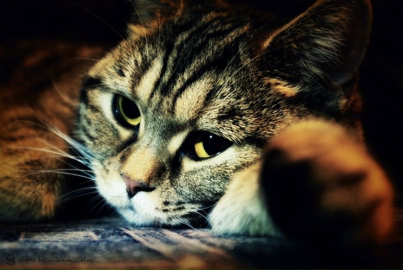 Онотолепланетянин Кирчанов | Уфа