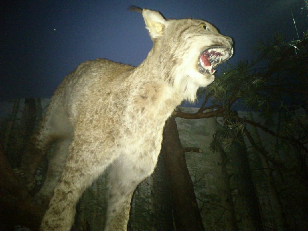 Артем Суботкевич | Кондопога