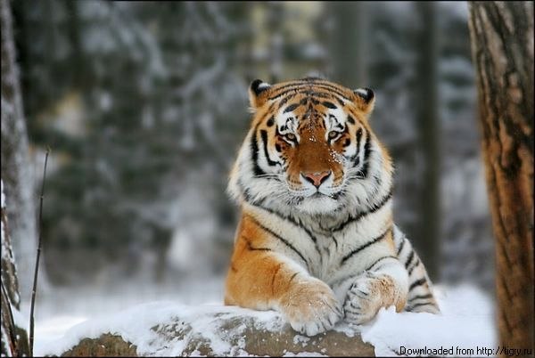 Евгений Тэнь D Ŧ K | Омск