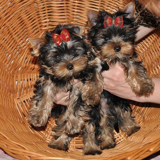 Ильнар Гаязов | Набережные Челны