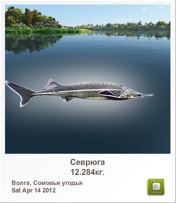 Сергей Лисин | Киев