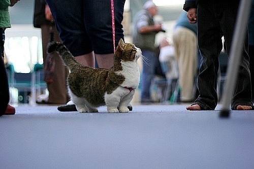 №5, Саша Саша, Санкт-Петербург №5, Саша Саша, Санкт-Петербург