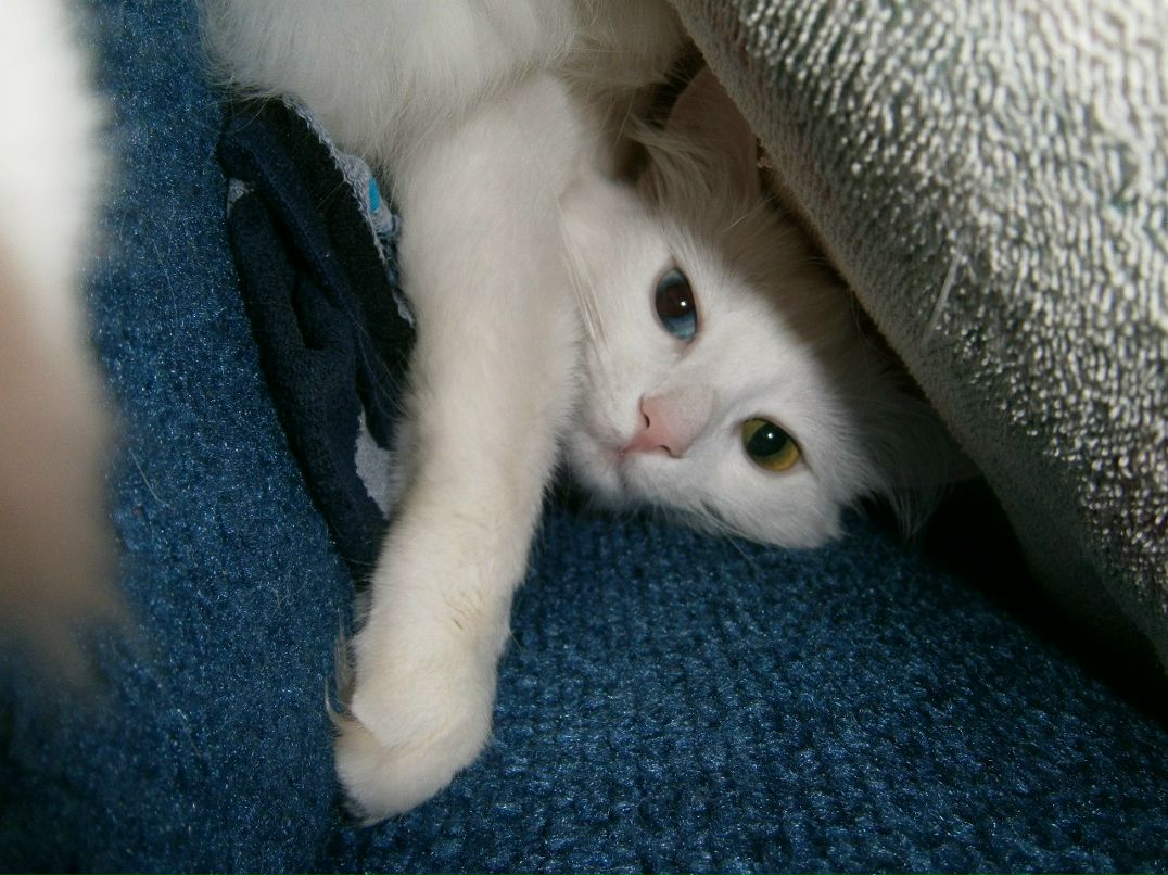 Дмитрий Апраксимов | Луганск