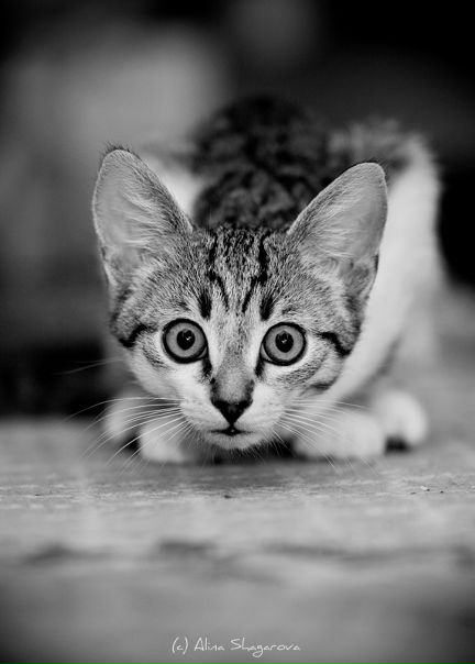 №23, Nataliya Savchenko, Бердянск №23, Nataliya Savchenko, Бердянск