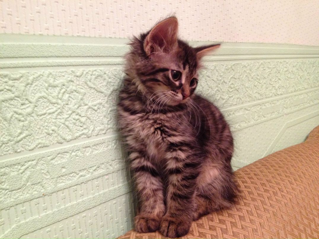 Олег Новгородский | Москва