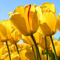 Ольга Бруева | Новосибирск