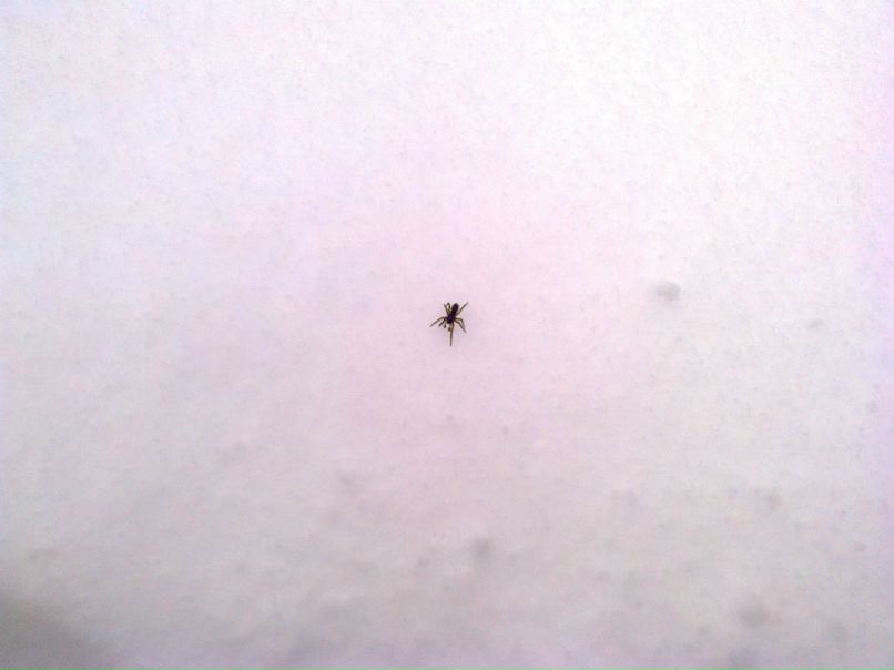 Юрій Фабрицій | Ужгород