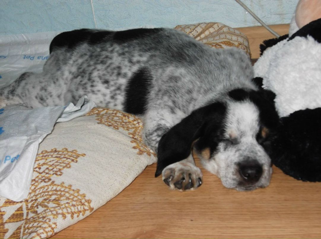 Кристина Шкиль | 