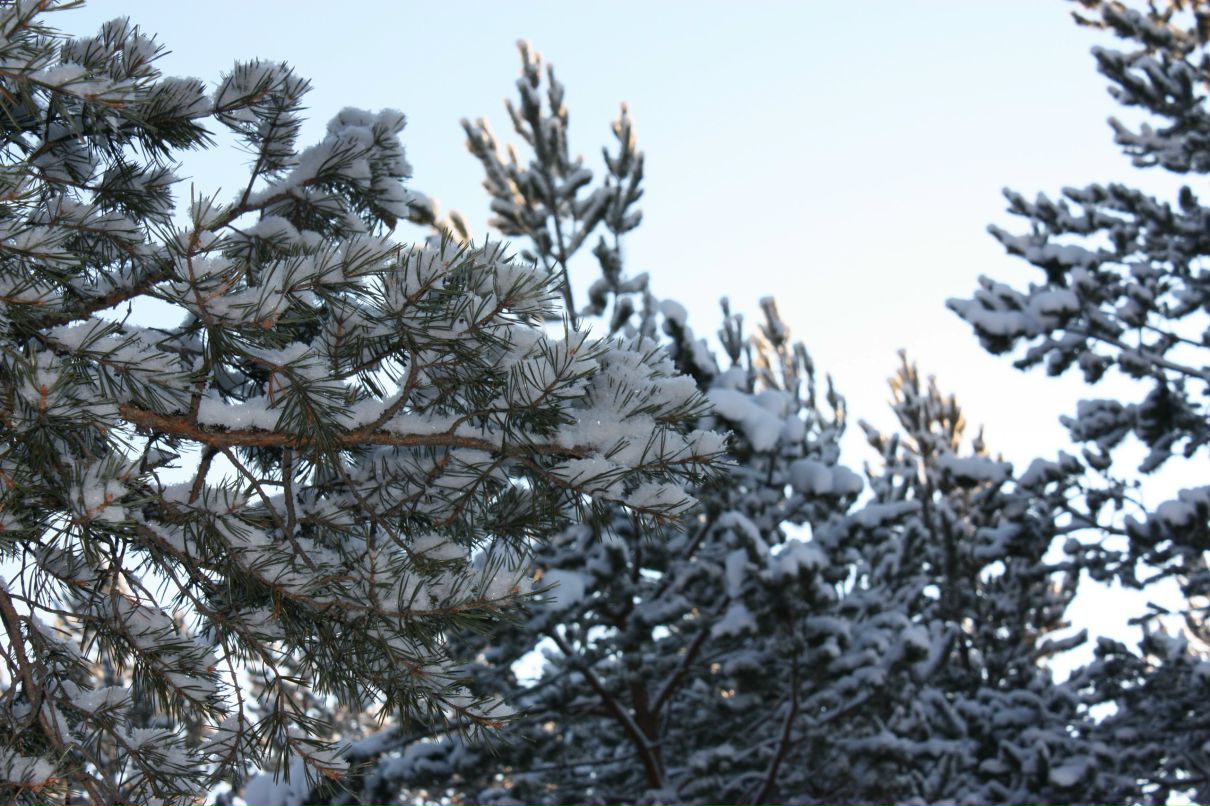 Алексей Угринов ZeDeX | Санкт-Петербург