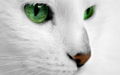 Альберт Чепиль | Тбилиси