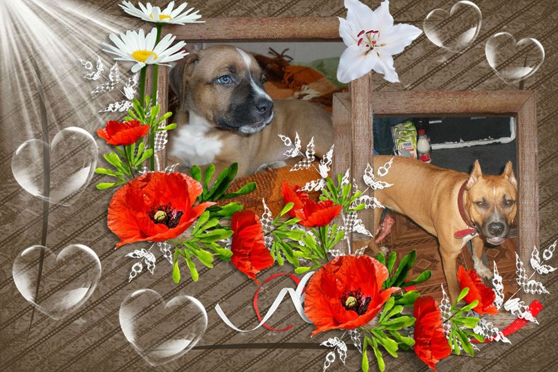 Александра Анисимова | Новосибирск