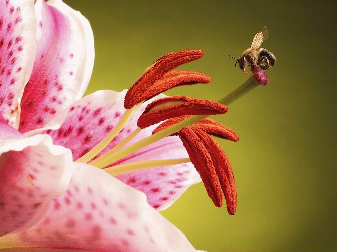 Елена Шевченко | Томск